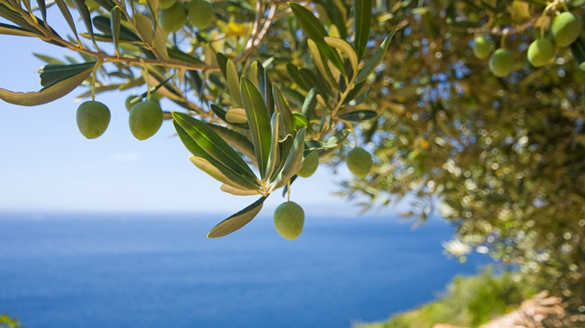 Πώς φτιάχνεται η σφέλα;