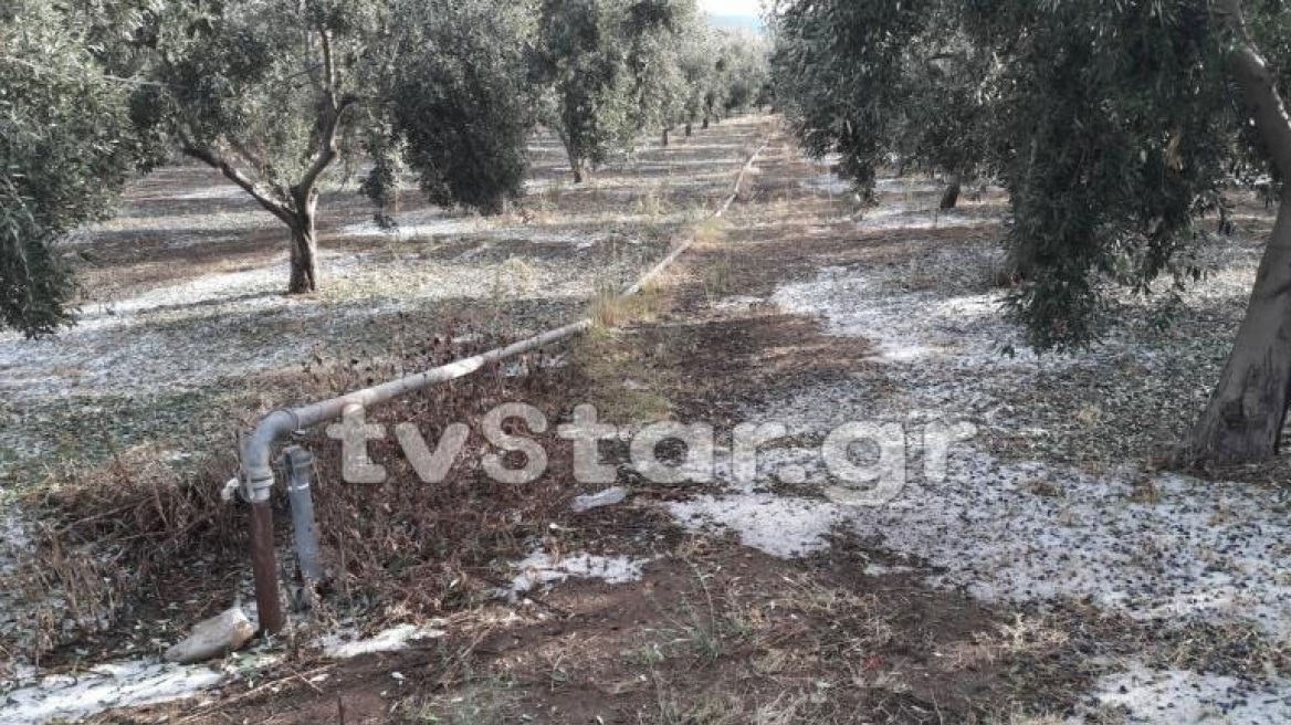 Φθιώτιδα: Μεγάλες οι ζημιές από το χαλάζι	