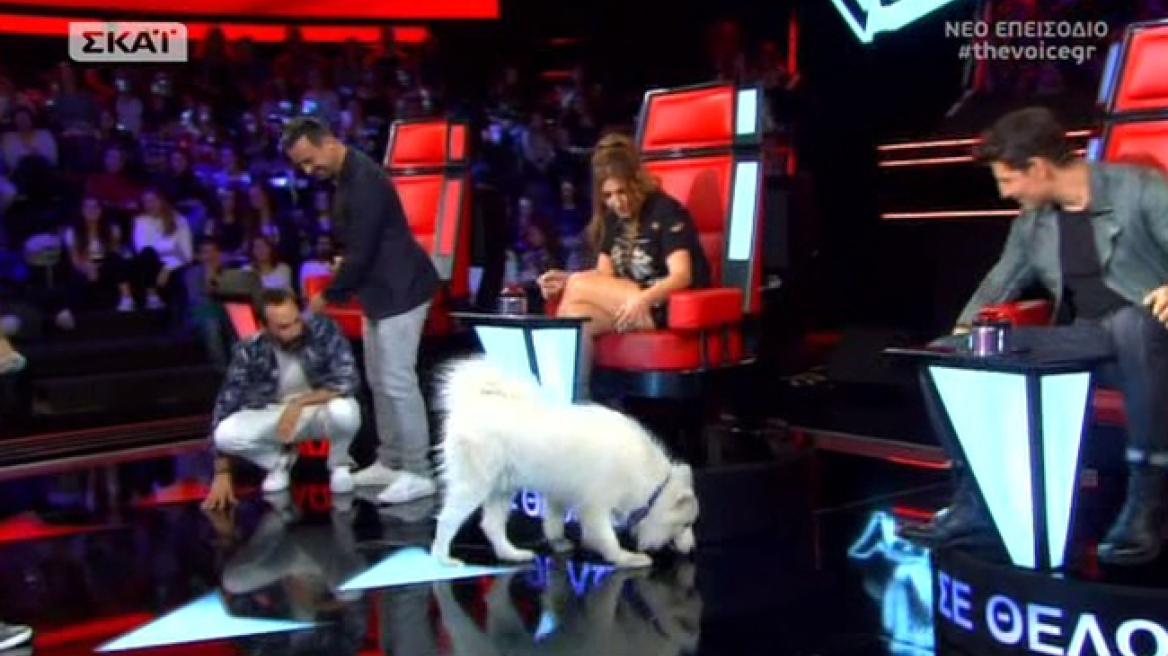 Σκύλος εισέβαλε στο πλατό του «The Voice» 