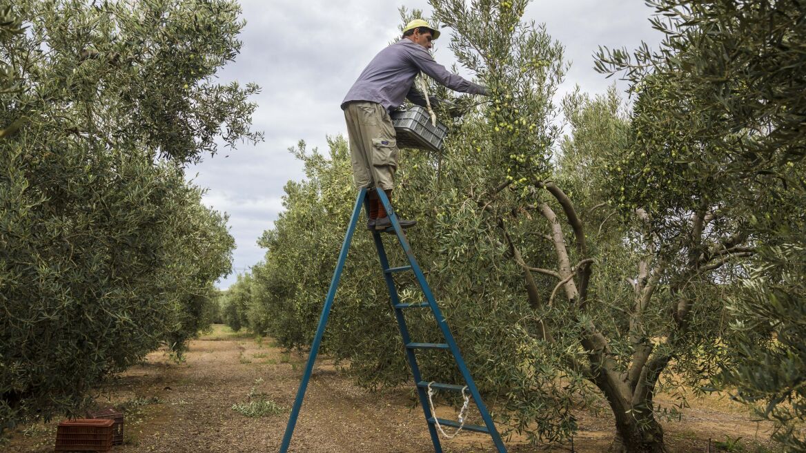 Πληρωμές 1,2 δισ. ευρώ στους αγρότες μέχρι το τέλος του έτους 