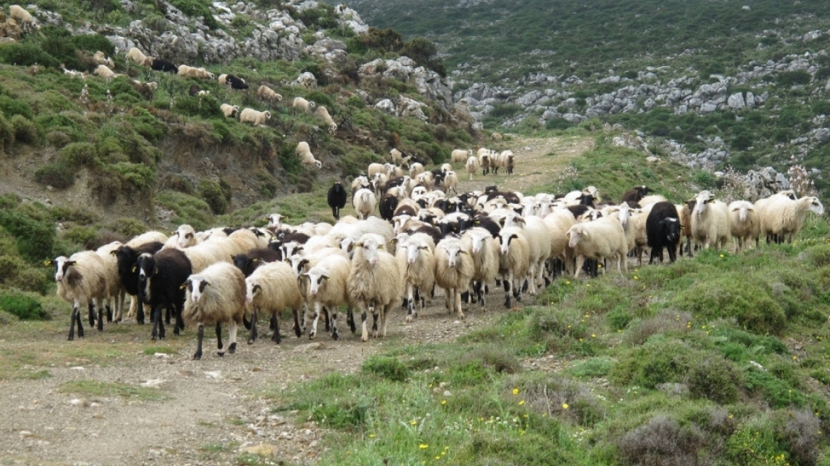 Κρήτη: Άφαντοι οι δράστες της κτηνωδίας με τα δεκάδες νεκρά πρόβατα