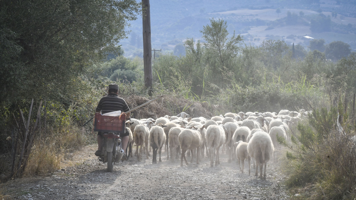 Μέτρα για τη ζωονόσο της ευλογιάς στη Μυτιλήνη