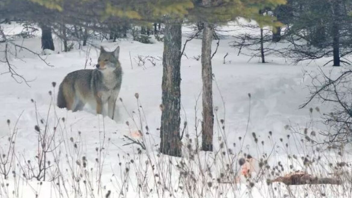 ΗΠΑ: Άνω κάτω η Νέα Υόρκη από... coywolf που κυκλοφορεί ανενόχλητο!