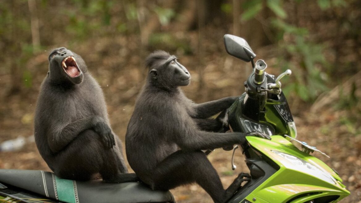 Comedy Wildlife Photography: Οι πιο κωμικές στιγμές του ζωικού βασιλείου