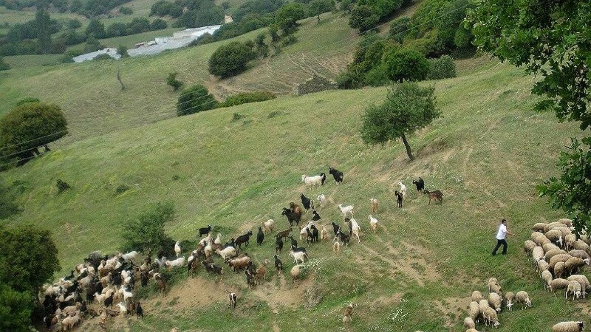 UNESCO: Υποψήφια πολιτιστική κληρονομιά η εποχική μετακίνηση των κοπαδιών