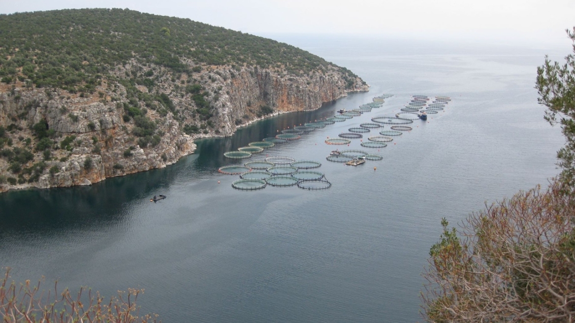 Αυξήθηκε 4,7% η παραγωγή της ελληνικής ιχθυοκαλλιέργειας το 2017