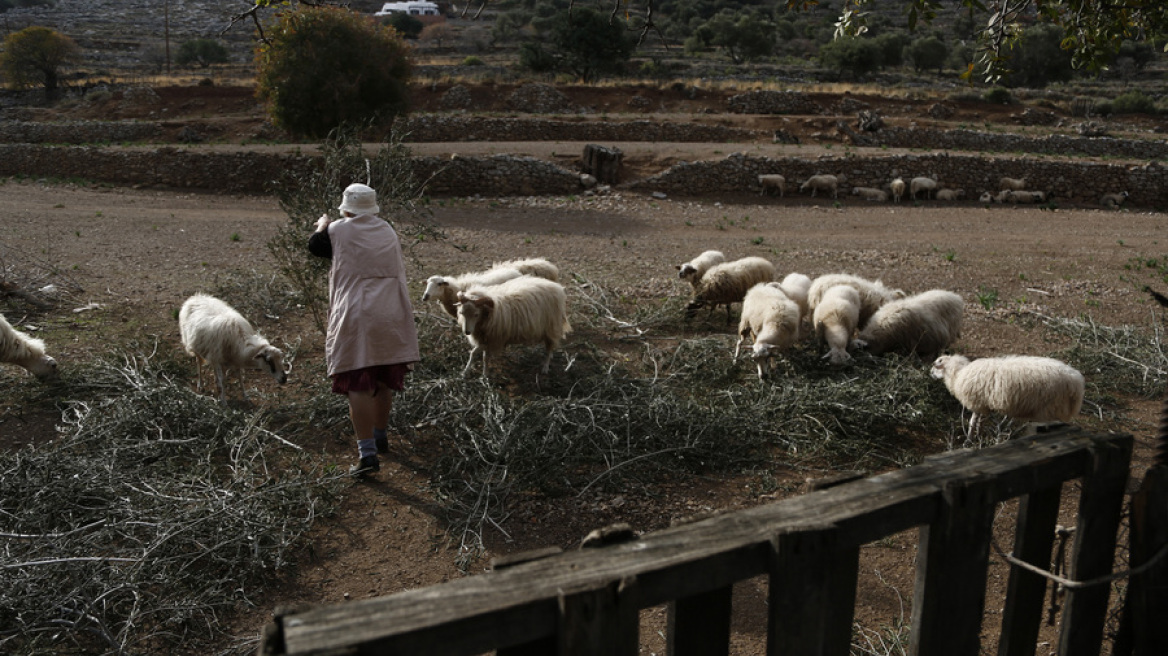 Έπιασαν τον σφαγέα 100 προβάτων και αναζητούν δυο ακόμη