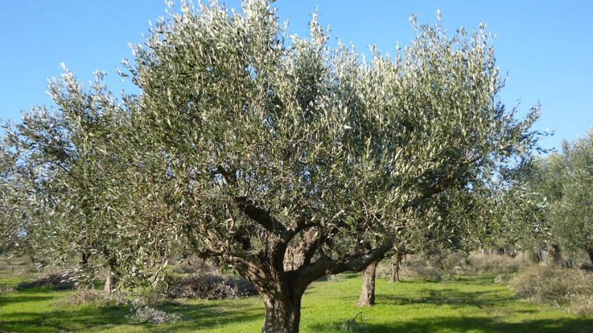 Καινοτόμες τεχνολογίες για την ελιά από τον τομέα Ερευνας του Υπουργείου Παιδείας