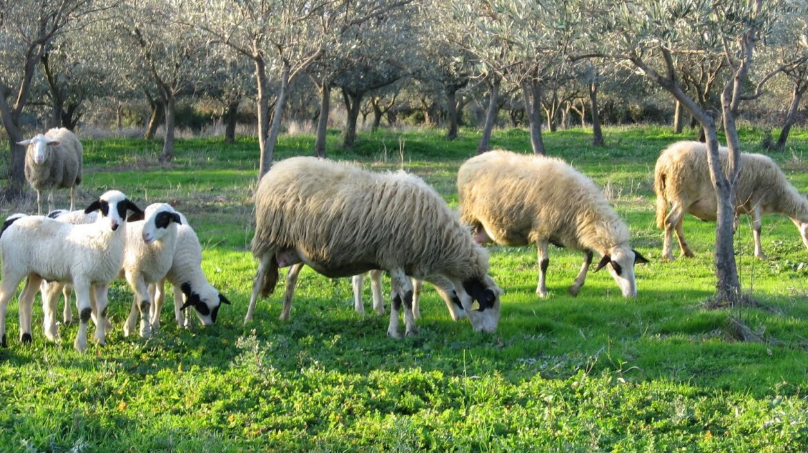 Έρευνα: Η διαβίωση κοντά σε φάρμες μειώνει τον κίνδυνο ψυχικών διαταραχών