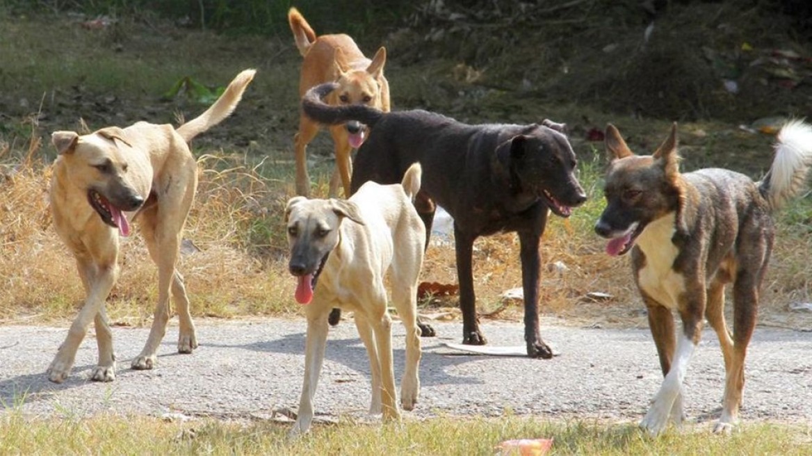 Θεσσαλονίκη: Μέτρα για τη ραγδαία αύξηση των αδέσποτων ζώων στο Σέιχ Σου