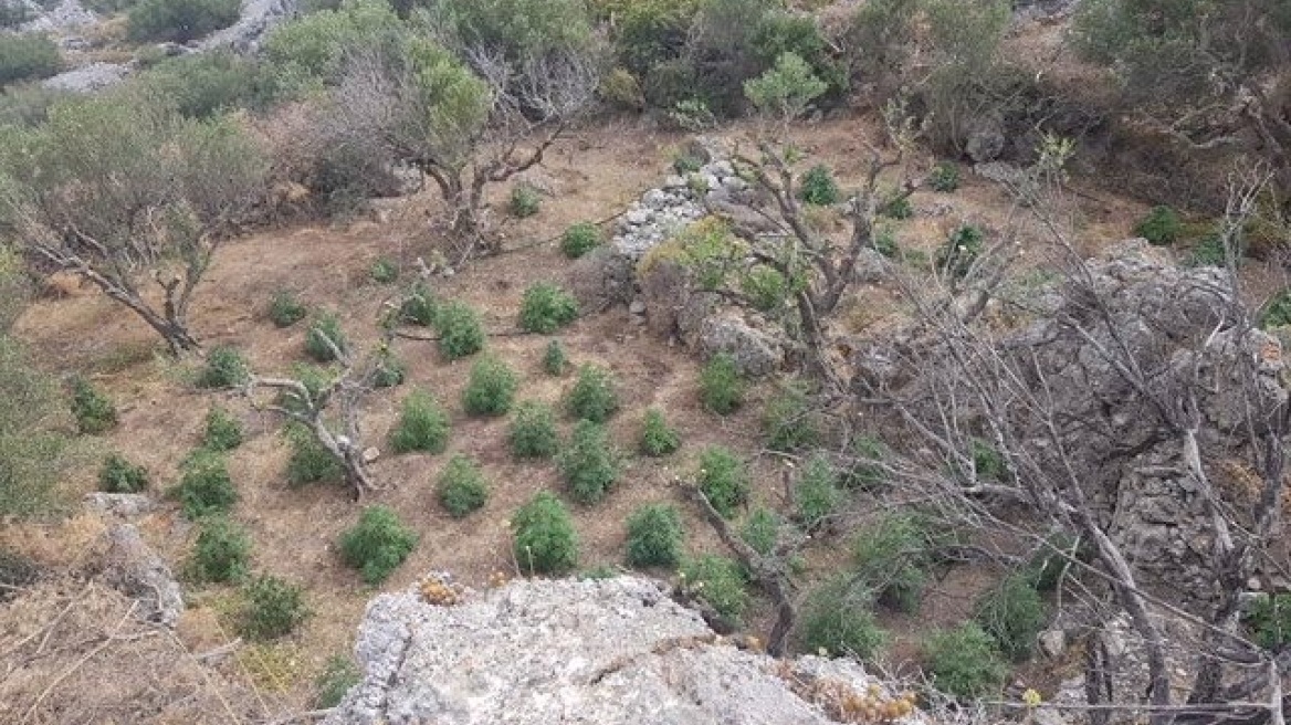 Βρήκαν νέα χασισοφυτεία στην Ιεράπετρα