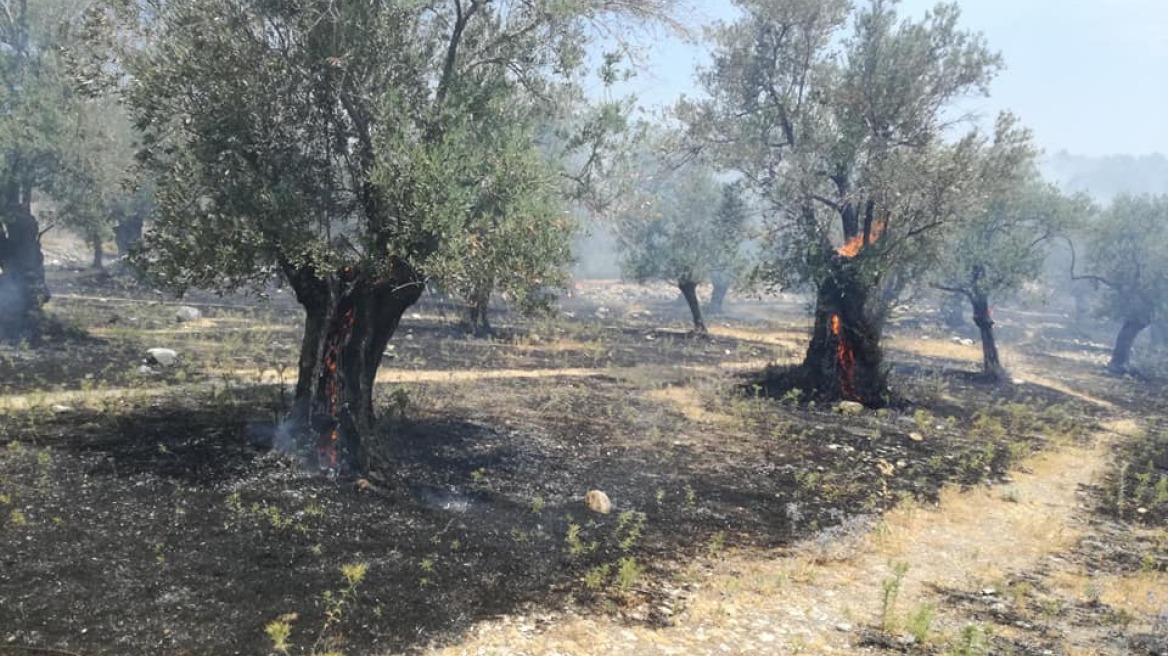 Μυτιλήνη: 10 στρέμματα ελαιοκαλλιεργειών κάηκαν από πυρκαγιά στη Μόρια