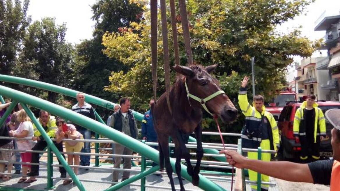 Απίστευτες εικόνες στον Βόλο: Επτά δεμένα άλογα σώθηκαν στο παρα 5' από χείμαρρο