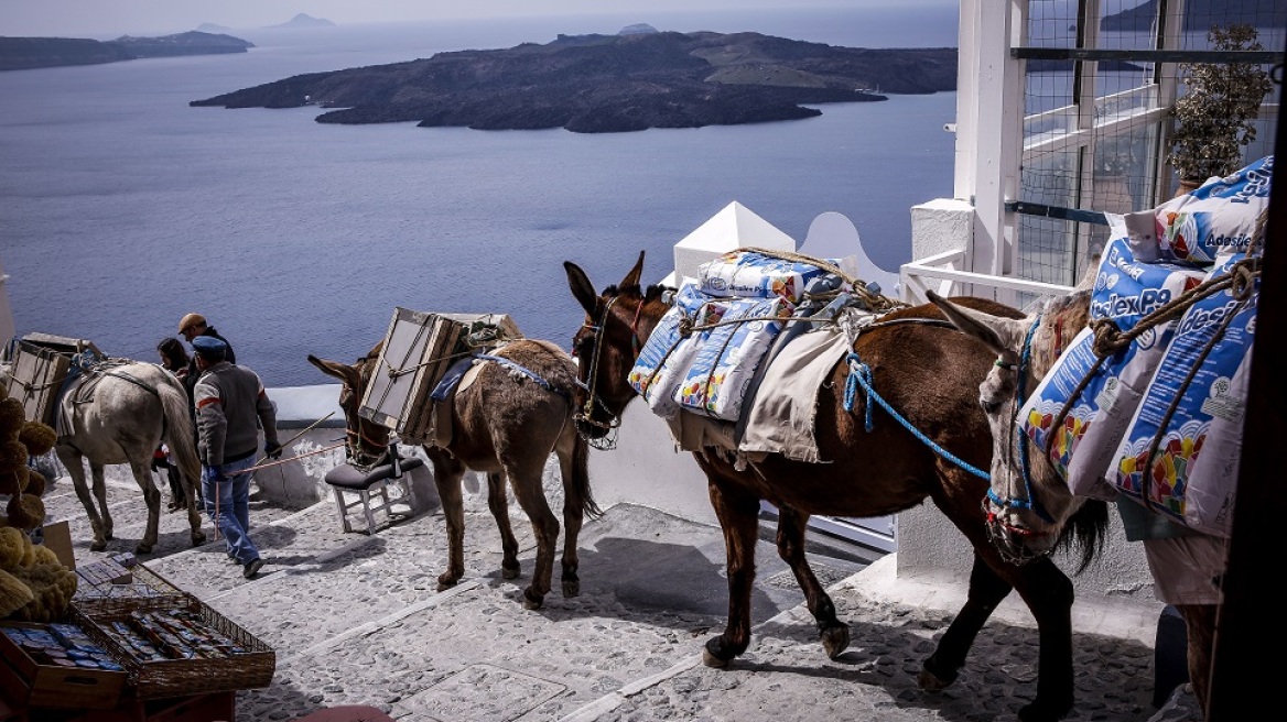 Η Σαντορίνη παίρνει μέτρα για να προστατεύσει τα γαϊδουράκια