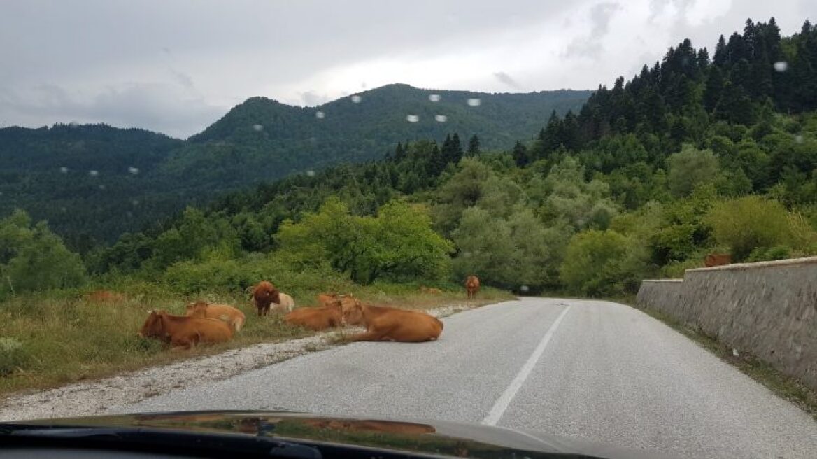 Πυροβολισμοί μεταξύ κτηνοτρόφων στα Τρίκαλα 