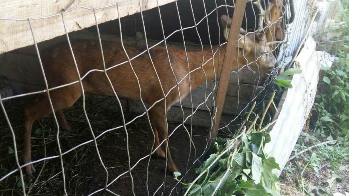 Φθιώτιδα: Αστυνομία και δασαρχείο απελευθέρωσαν «αιχμάλωτο» ζαρκάδι 