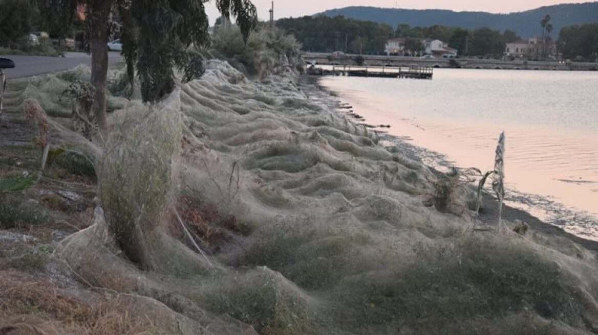 Απίστευτες φωτογραφίες: Τεράστιο «πέπλο» από ιστούς αράχνης «κατάπιε» 300 μέτρα βλάστησης στο Αιτωλικό