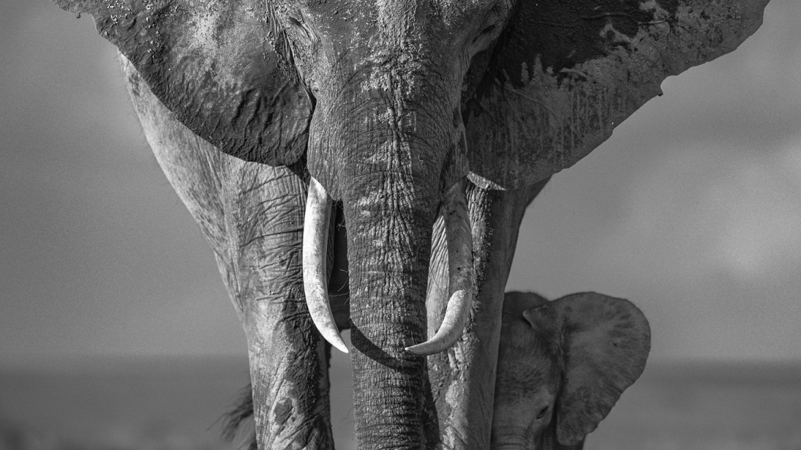 Ο David Yarrow φωτογραφίζει ζώα και ανθρώπους που μένουν στην Κένυα