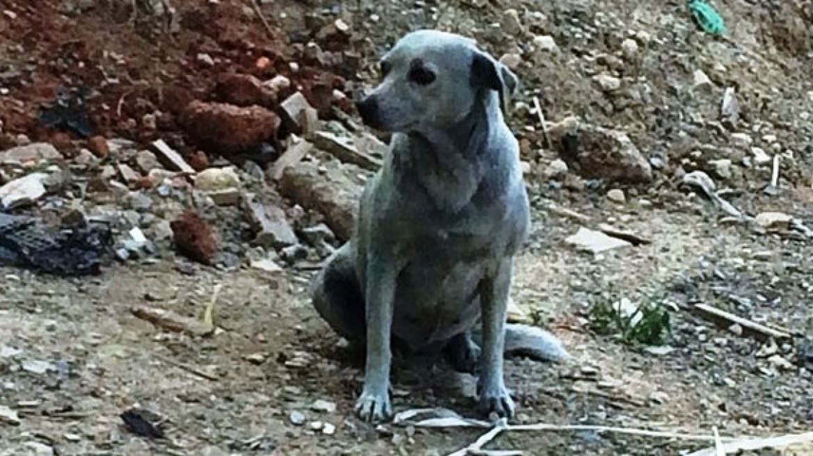 Ασυνείδητοι έβαψαν με μπλε μπογιά σκυλίτσα στην Κρήτη!