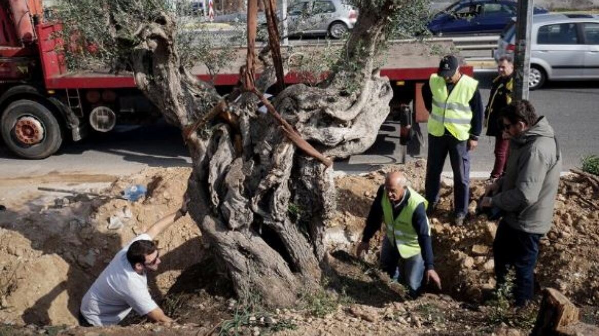 Μεταφύτευση ελαιοδέντρων στις πυρόπληκτες περιοχές της Αττικής