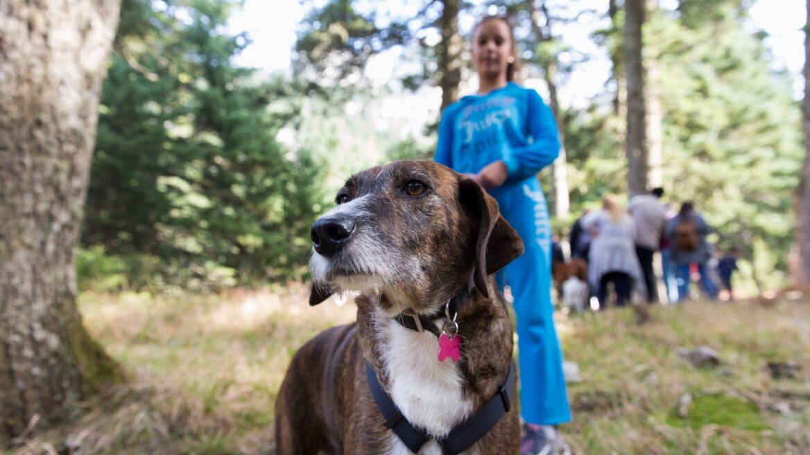 Dog Weekend στην καρδιά του Παρνασσού