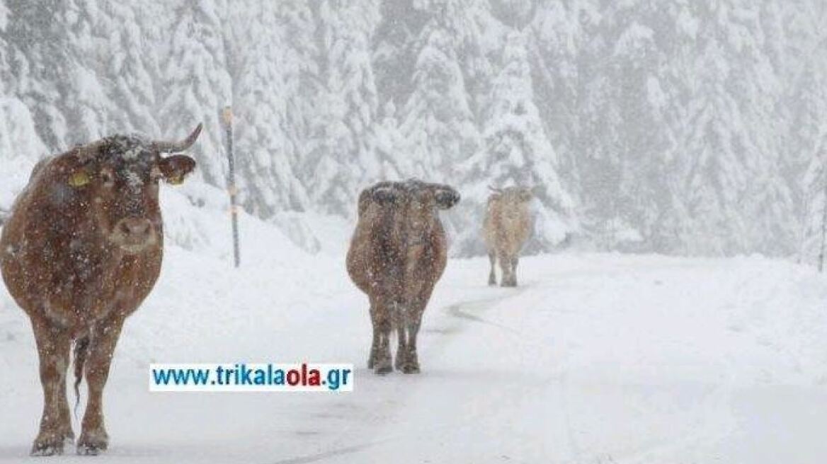 Στα Τρίκαλα οι αγελάδες έφαγαν το αλάτι που έριξαν τα εκχιονιστικά