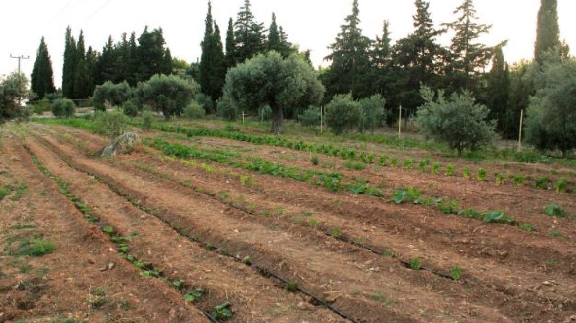 Επιχειρηματίας δεν μπορεί να πουλήσει γη επειδή χρωστά ΕΝΦΙΑ 0,03 ευρώ