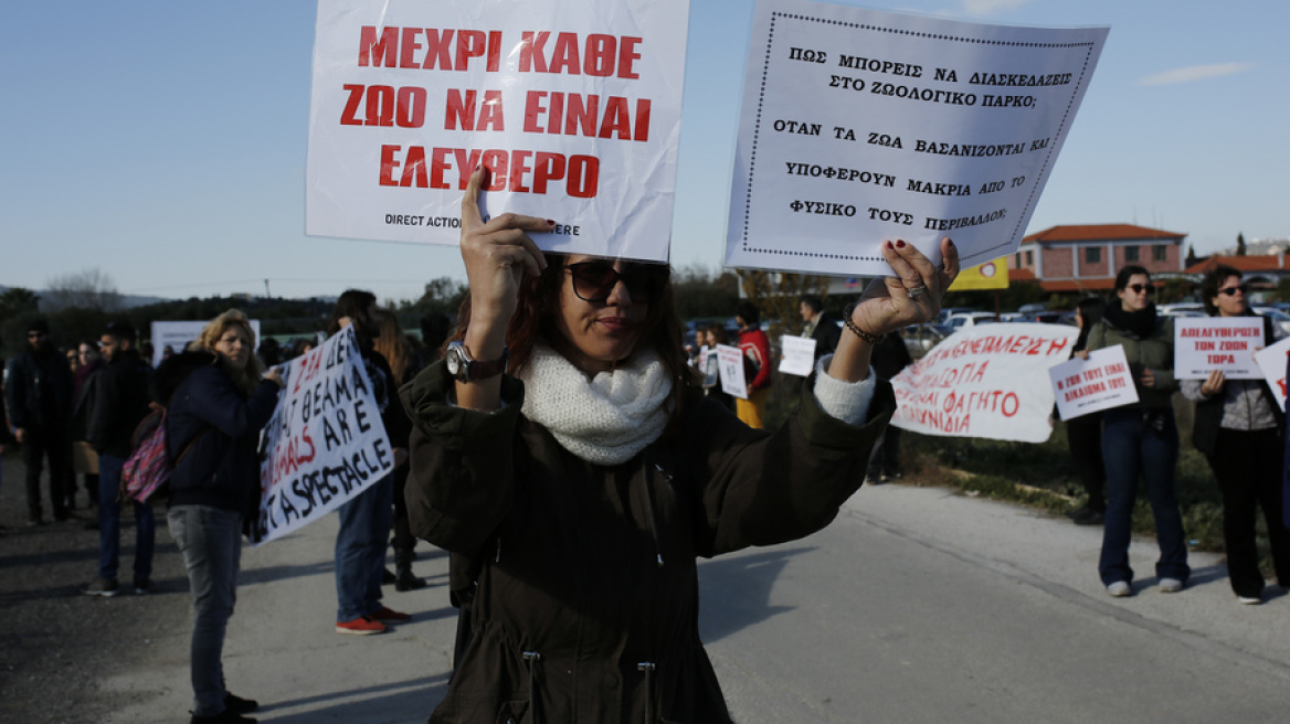 Ένταση στο Αττικό Ζωολογικό Πάρκο – Απόπειρα εισβολής σε διαμαρτυρία για τα δύο τζάγκουαρ