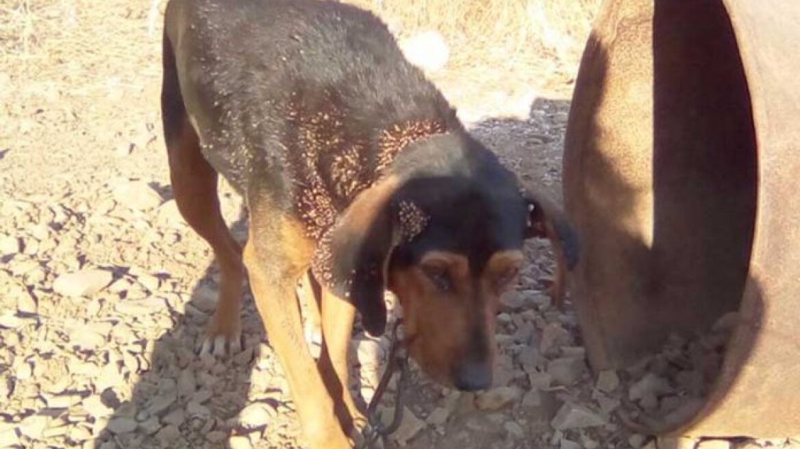 Κακοποιημένα ζώα είχαν υπεράσπιση σε δίκη, για πρώτη φορά στην Ελλάδα 