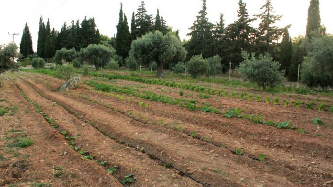 Σπάρτη: Γυναίκα μαχαίρωσε κάτω από την καρδιά τον σύντροφό της κατά τη διάρκεια ερωτικής πράξης σε χωράφι