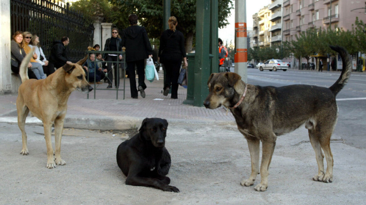 Οργή των φιλοζωικών οργανώσεων για την τροπολογία Τσιρώνη σχετικά με τα αδέσποτα