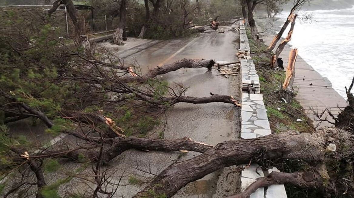 Κακοκαιρία: Οι ισχυροί άνεμοι ξεσήκωσαν δέντρα σε Ρόδο και Τήνο