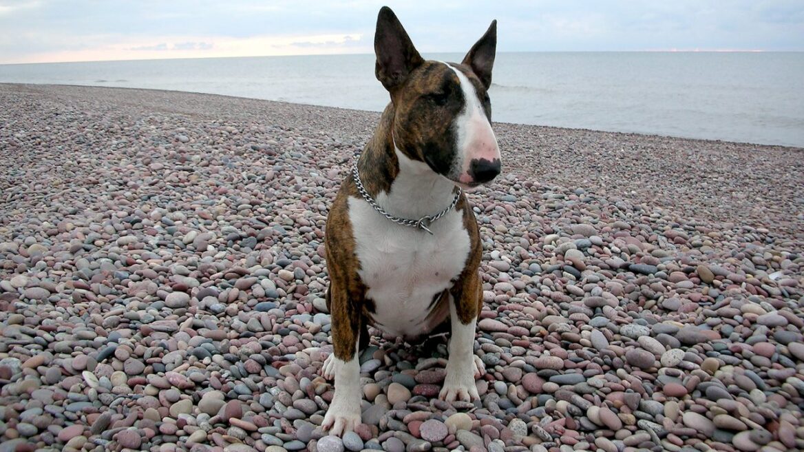 Bull terrier: Ένας γενναίος Άγγλος