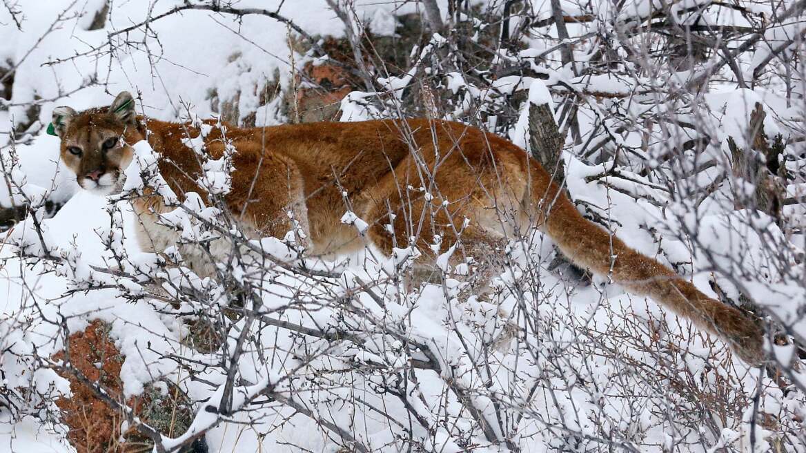 Δρομέας δέχθηκε επίθεση από κούγκαρ και το έπνιξε με τα χέρια του