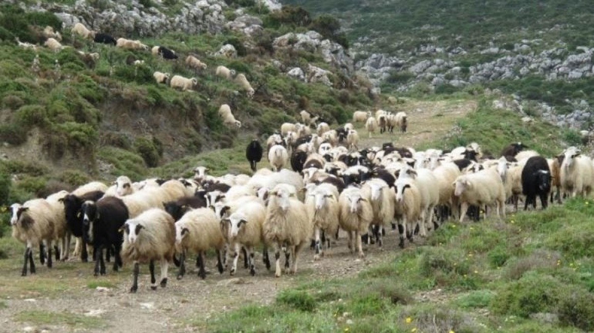 Κρήτη: Κεραυνός σκότωσε 30 ζώα από κοπάδι στα Χανιά!