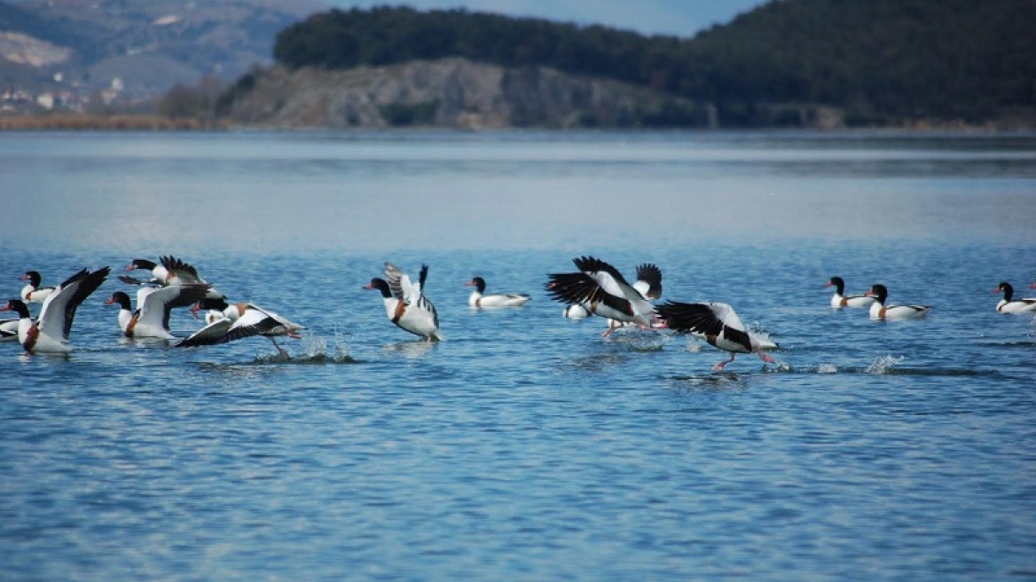 Παμβώτιδα: Εντυπωσιακές εικόνες… χηνόπαπιες «καταλαμβάνουν» την λίμνη