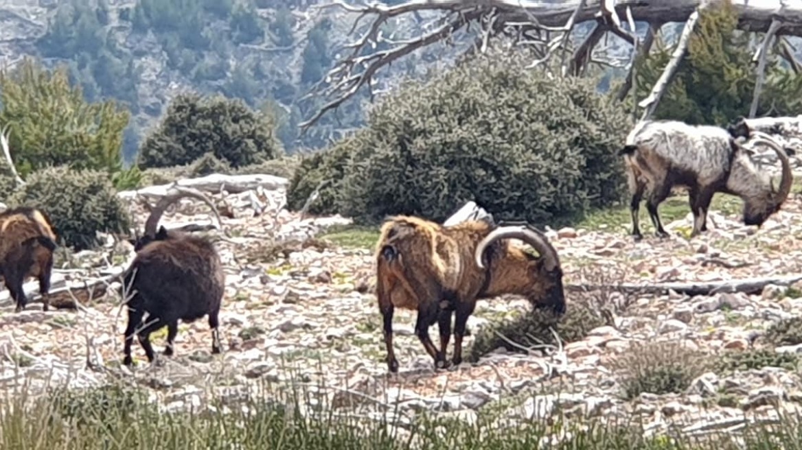 Φωτογραφίες: Οι άγνωστοι κρητικοί αίγαγροι της Πάρνηθας