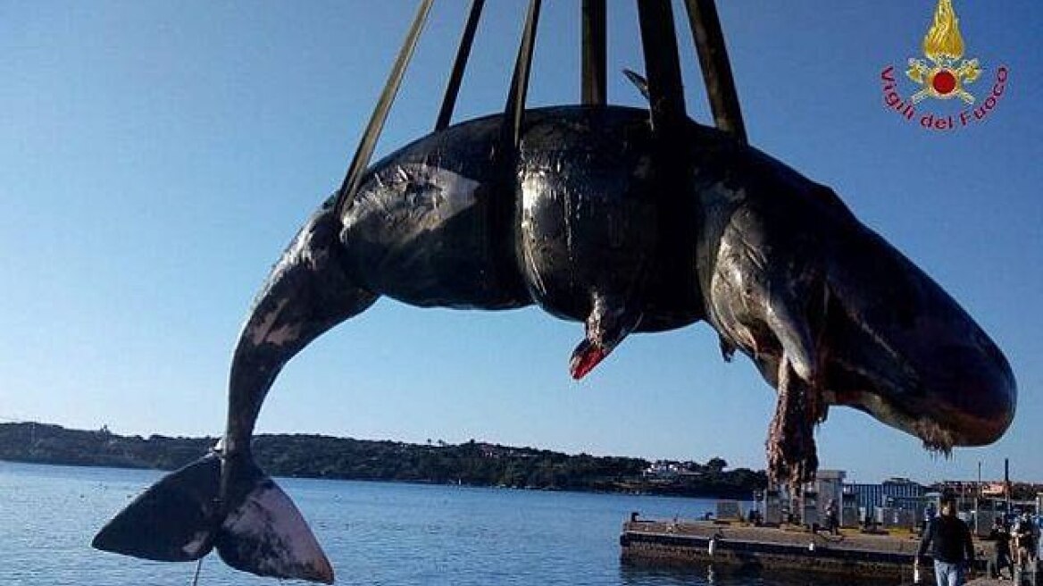 Αίσχος! Έγκυος φάλαινα ξεβράστηκε στην Ιταλία με 22 κιλά σκουπίδια στο στομάχι της