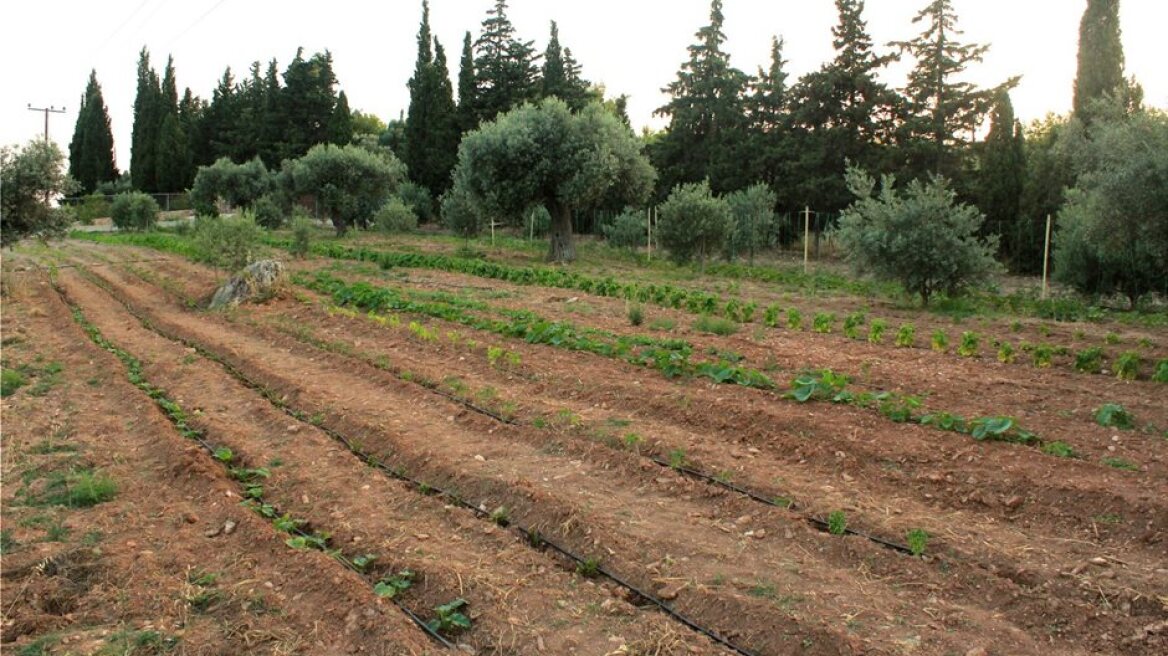 ΟΠΕΚΕΠΕ: Νέα πληρωμή 1,7 εκατ. ευρώ σε αγρότες