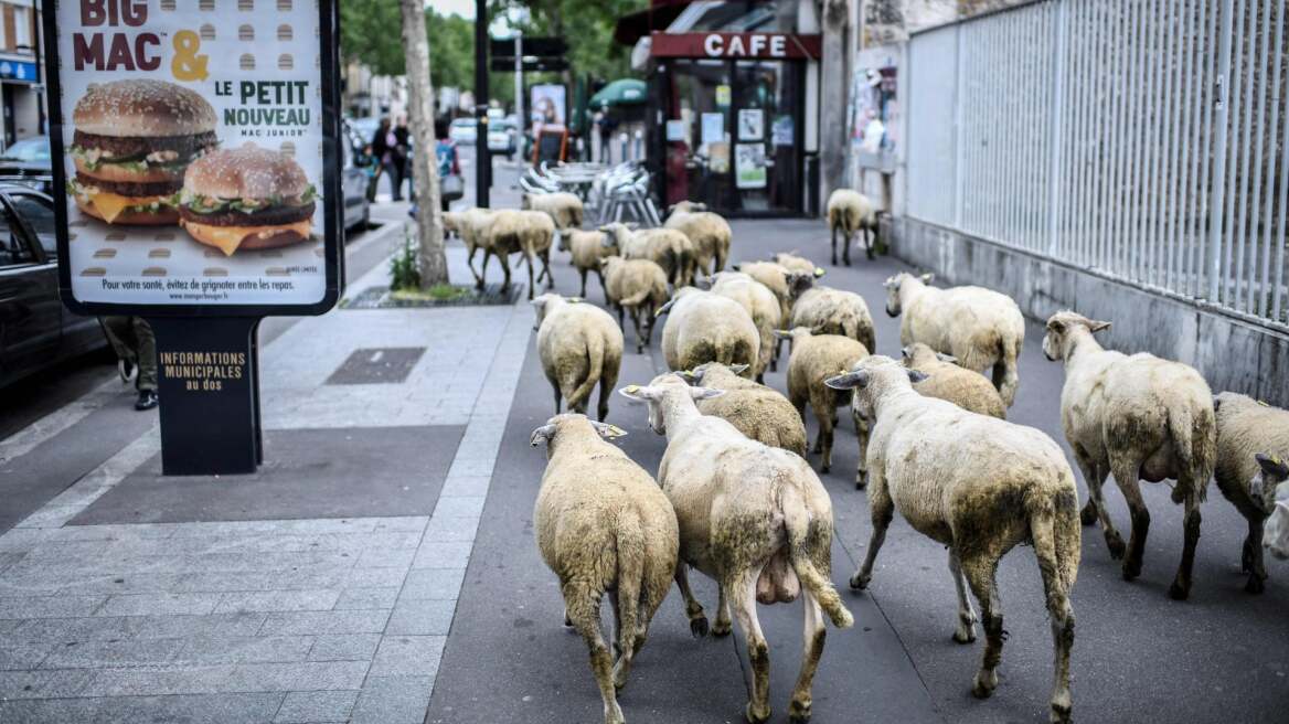 Στη Γαλλία έγραψαν σε σχολείο 15... πρόβατα για να μην καταργηθούν τμήματα!