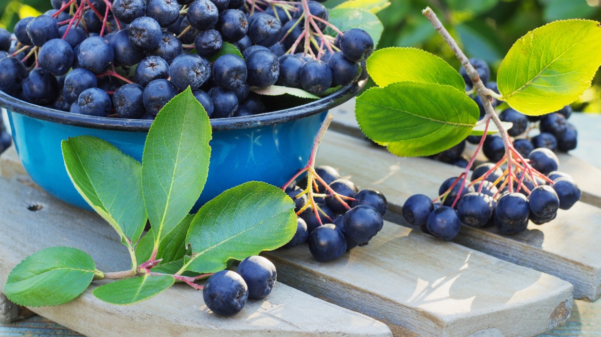  Olympic Terra: Αυτά είναι τα ελληνικά superfoods 