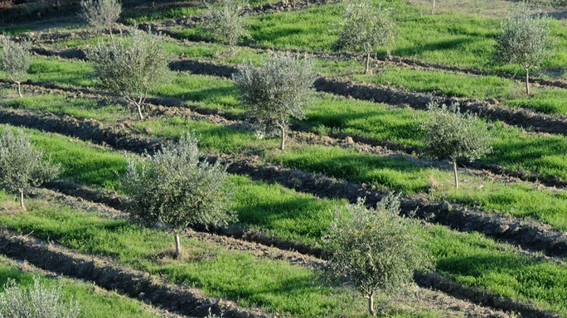 Ηράκλειο: Βγήκε κοινοτικός σύμβουλος και του έκοψαν τις ελιές από τη ρίζα!