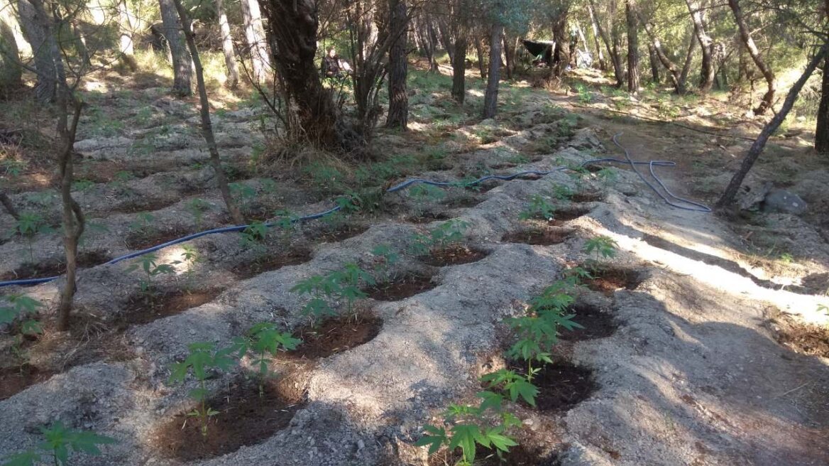 Άγρια συμμορία στόχευε σε κέρδη €6 εκατ. με τη χασισοφυτεία «μαμούθ» στη Βοιωτία