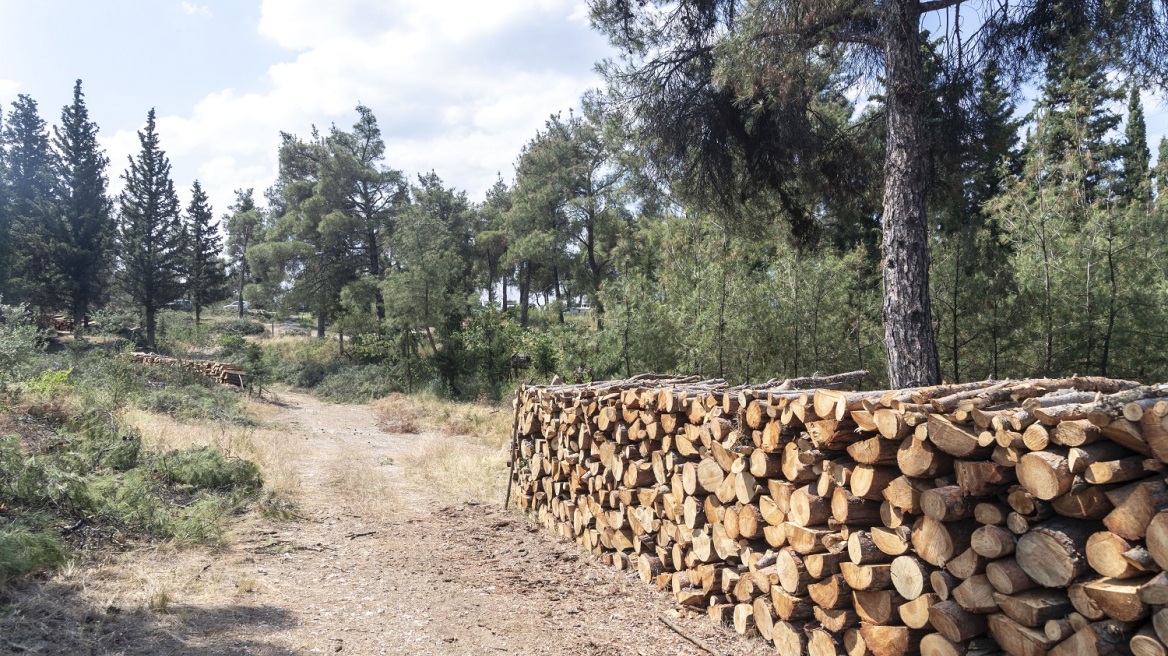 Σέιχ Σου: Σε 20 μέρες θα έχει ολοκληρωθεί το 80% της αποψίλωσης στην προσβεβλημένη έκταση από το φλοιοφάγο έντομο