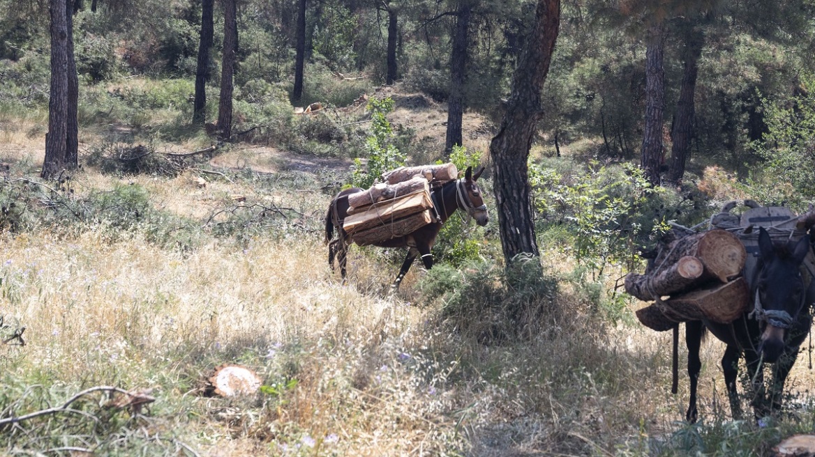 Σέιχ Σου: Η Δασική Υπηρεσία θα διαχειριστεί την υλοτόμηση - Σε 20 μέρες θα έχει ολοκληρωθεί το 80%-90%