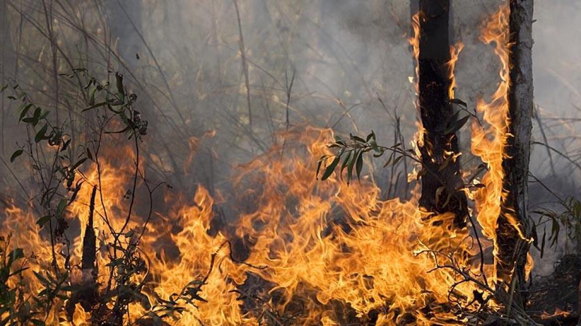 Πολύ υψηλός κίνδυνος πυρκαγιάς στη Ρόδο το Σάββατο