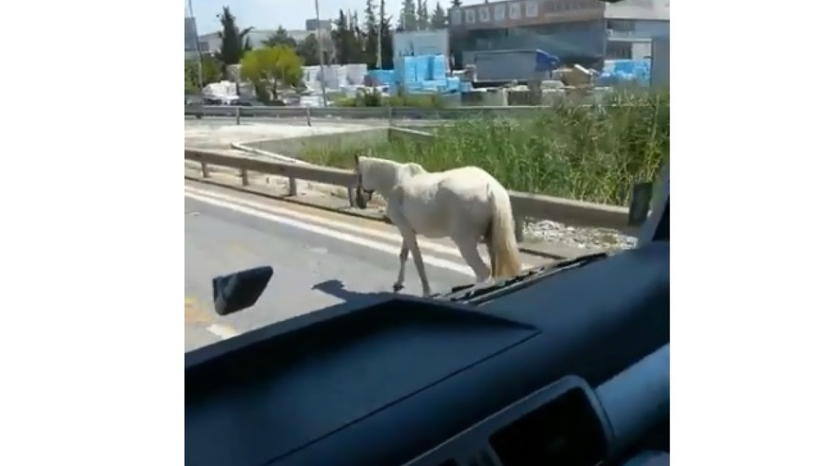 Θεσσαλονίκη: Εντοπίστηκε το άλογο που κινούνταν σε δρόμους της πόλης