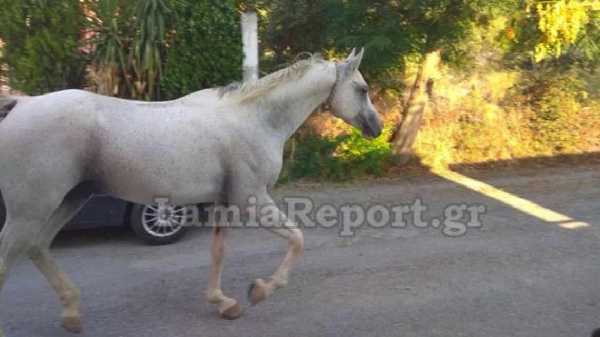 Λαμία: Άλογο… έκοβε βόλτες μέσα στο δρόμο 