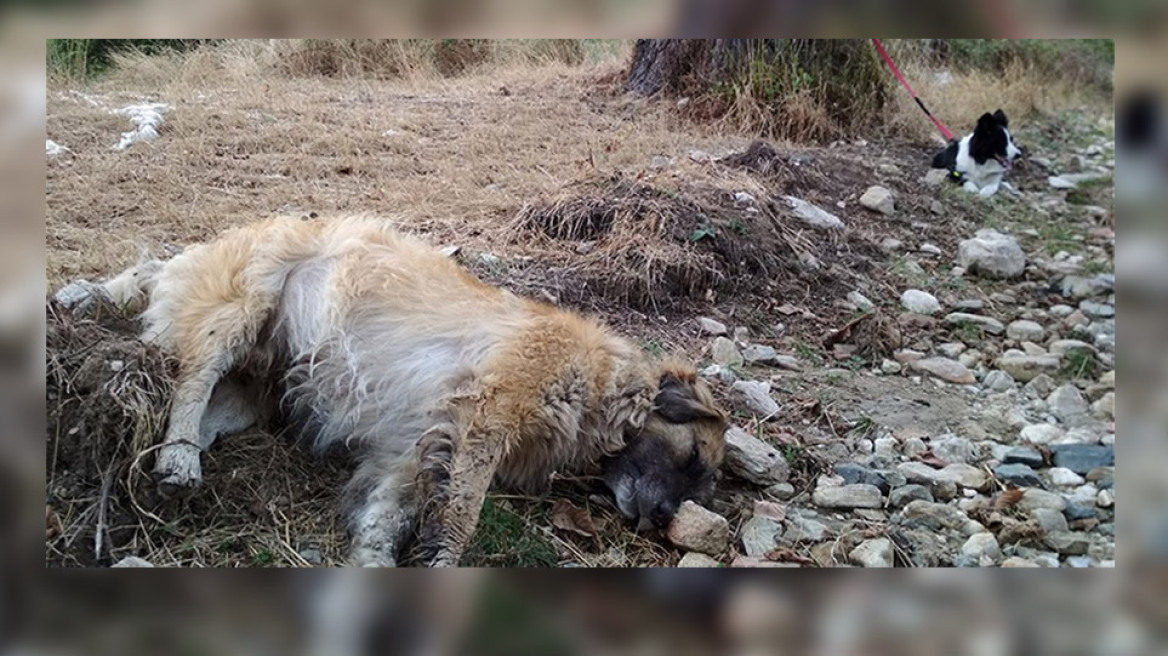 Πρωτοφανής η υπόθεση με τις φόλες στη Φλώρινα: Τουλάχιστον 50 σκυλιά νεκρά! 