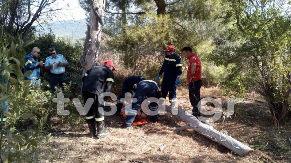 Τρομακτικό ατύχημα στην Εύβοια: Κορμός ευκαλύπτου καταπλάκωσε γυναίκα